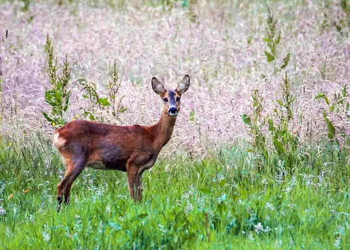 Hébergement de vacances 4 Star In