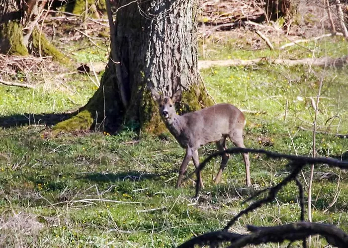 4 Star In Hébergement de vacances